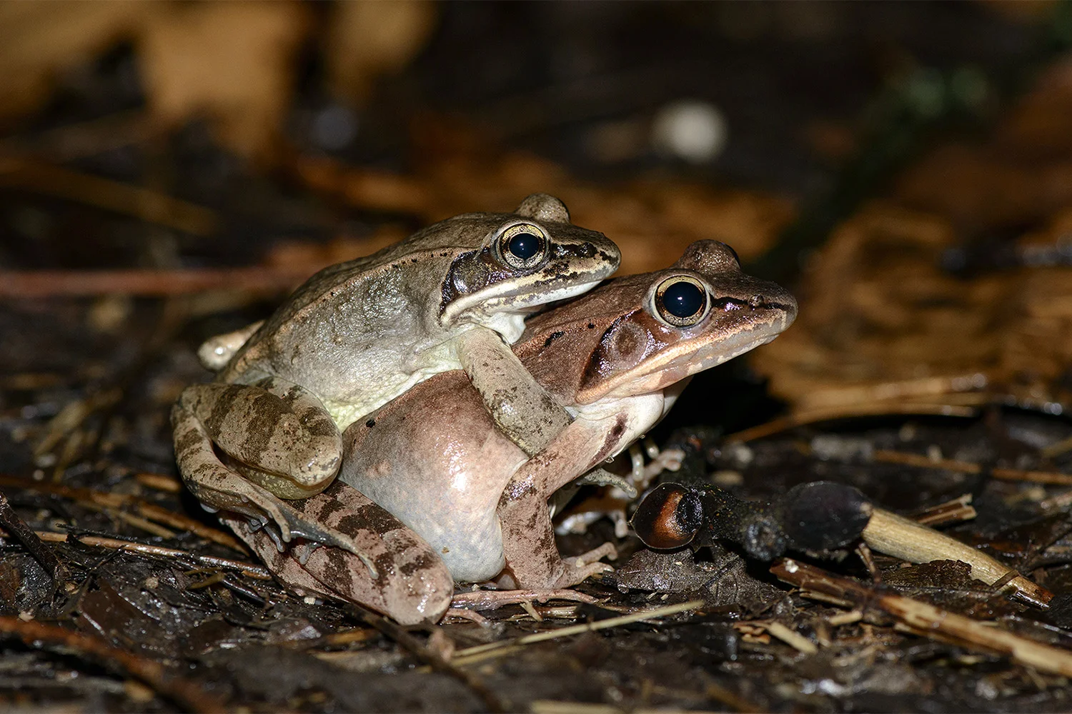 Amplexus