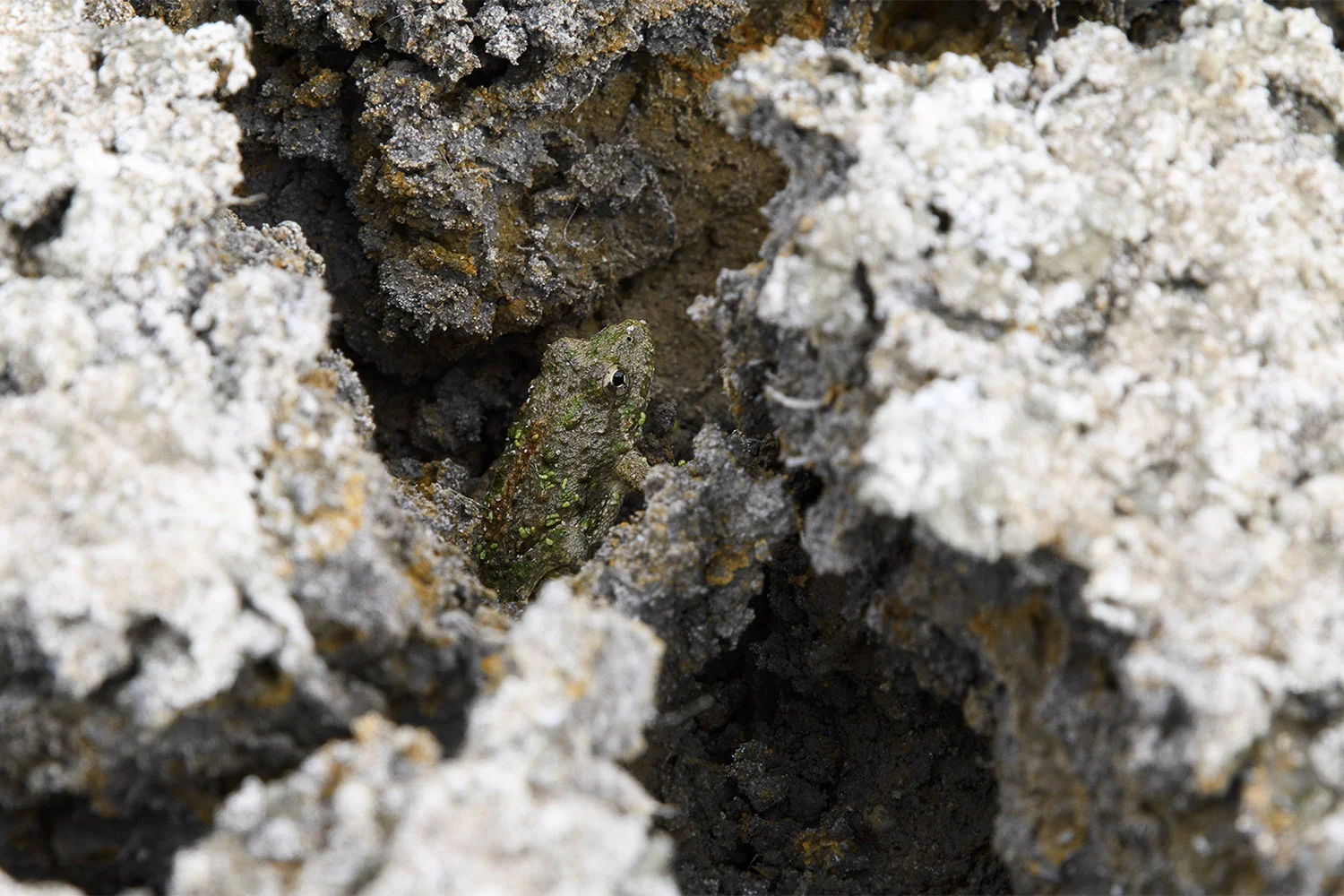 Northern Cricket Frog
