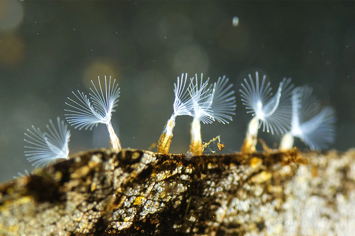 Bryozoa