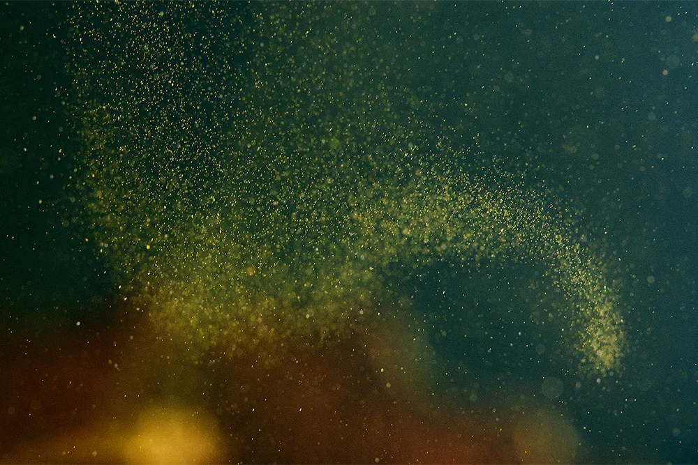 Flocking Algae