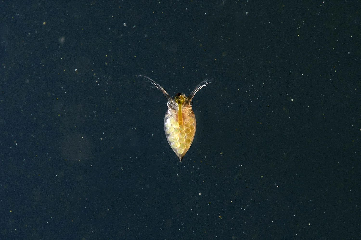 Daphnia