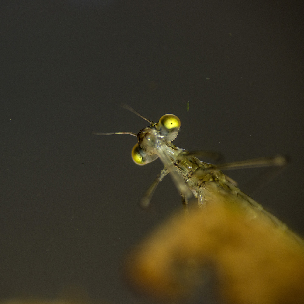 Zygoptera