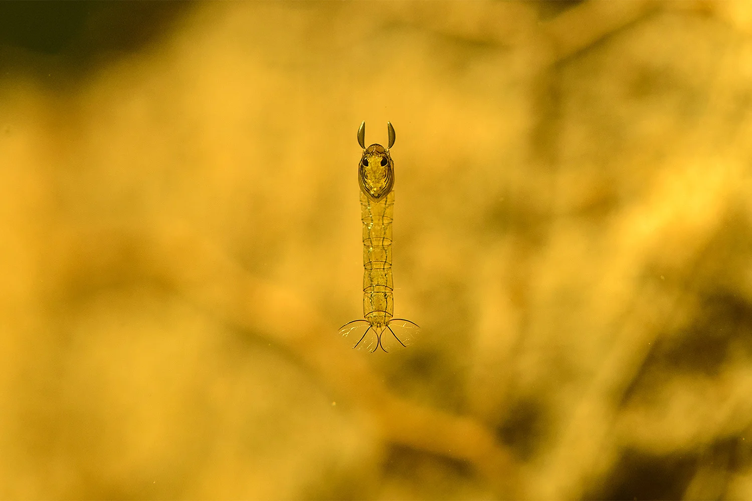 Chaoborus Pupa