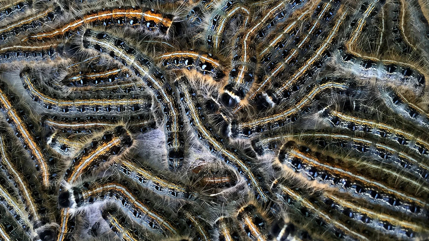 Malacosoma
