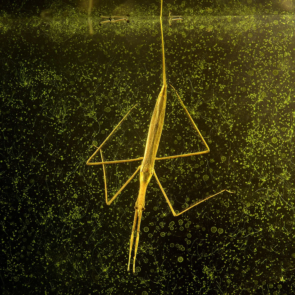 Nepidae