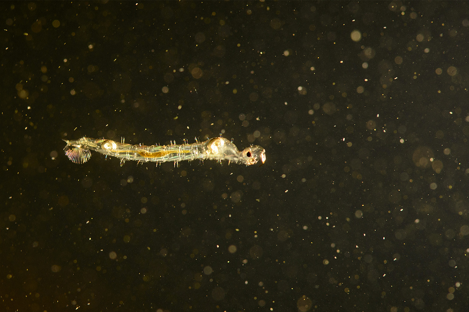 Chaoborus Larva