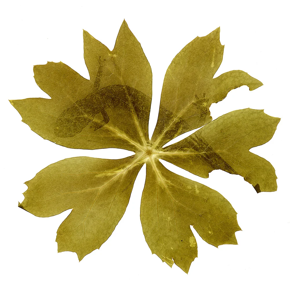Salamander in Mayapple