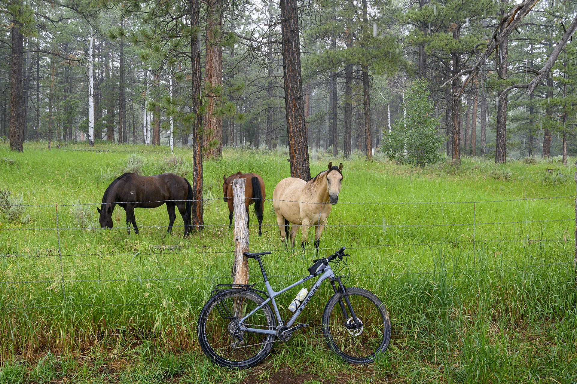 Graham Ranch Horses