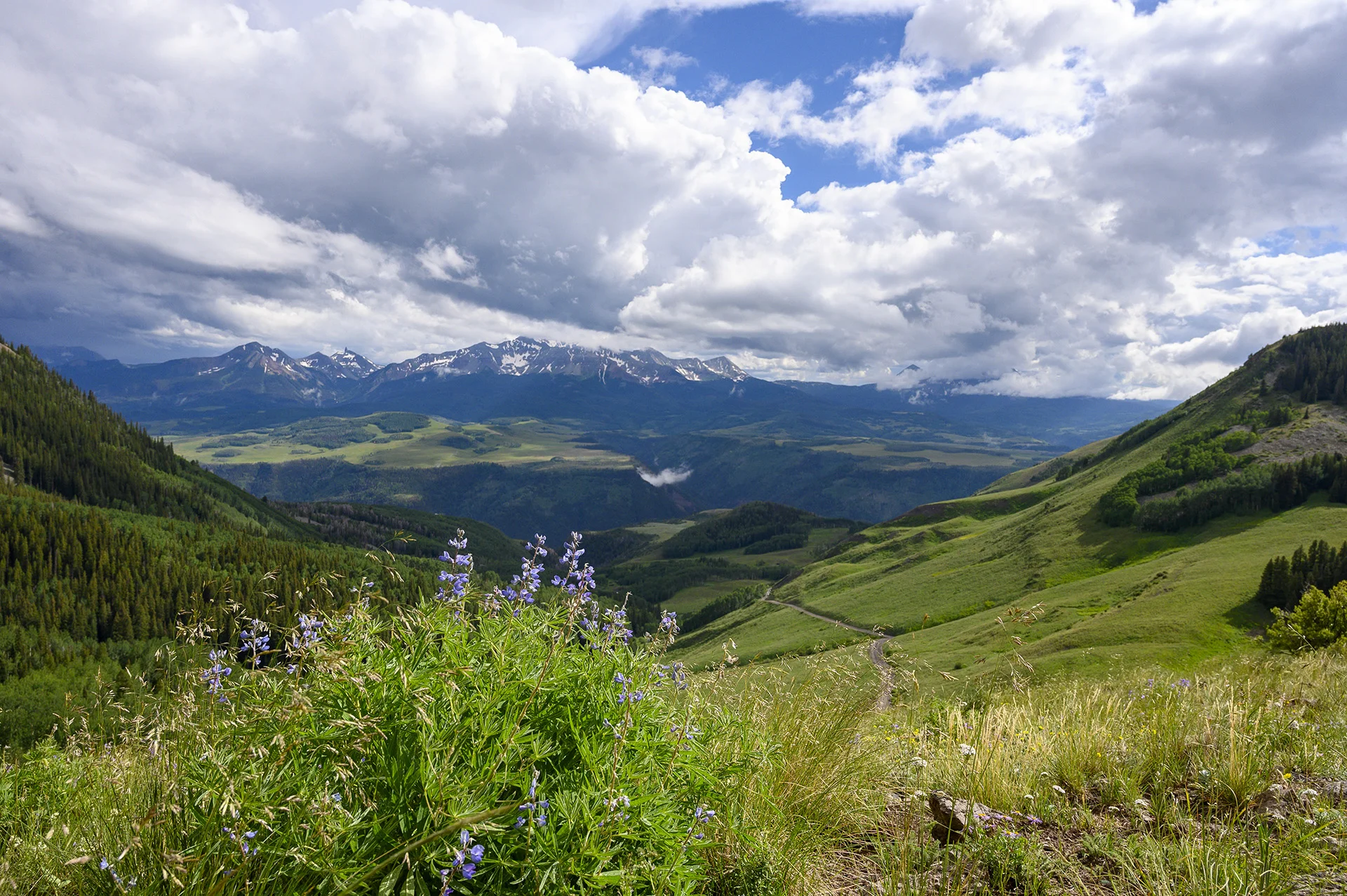 Lupine View