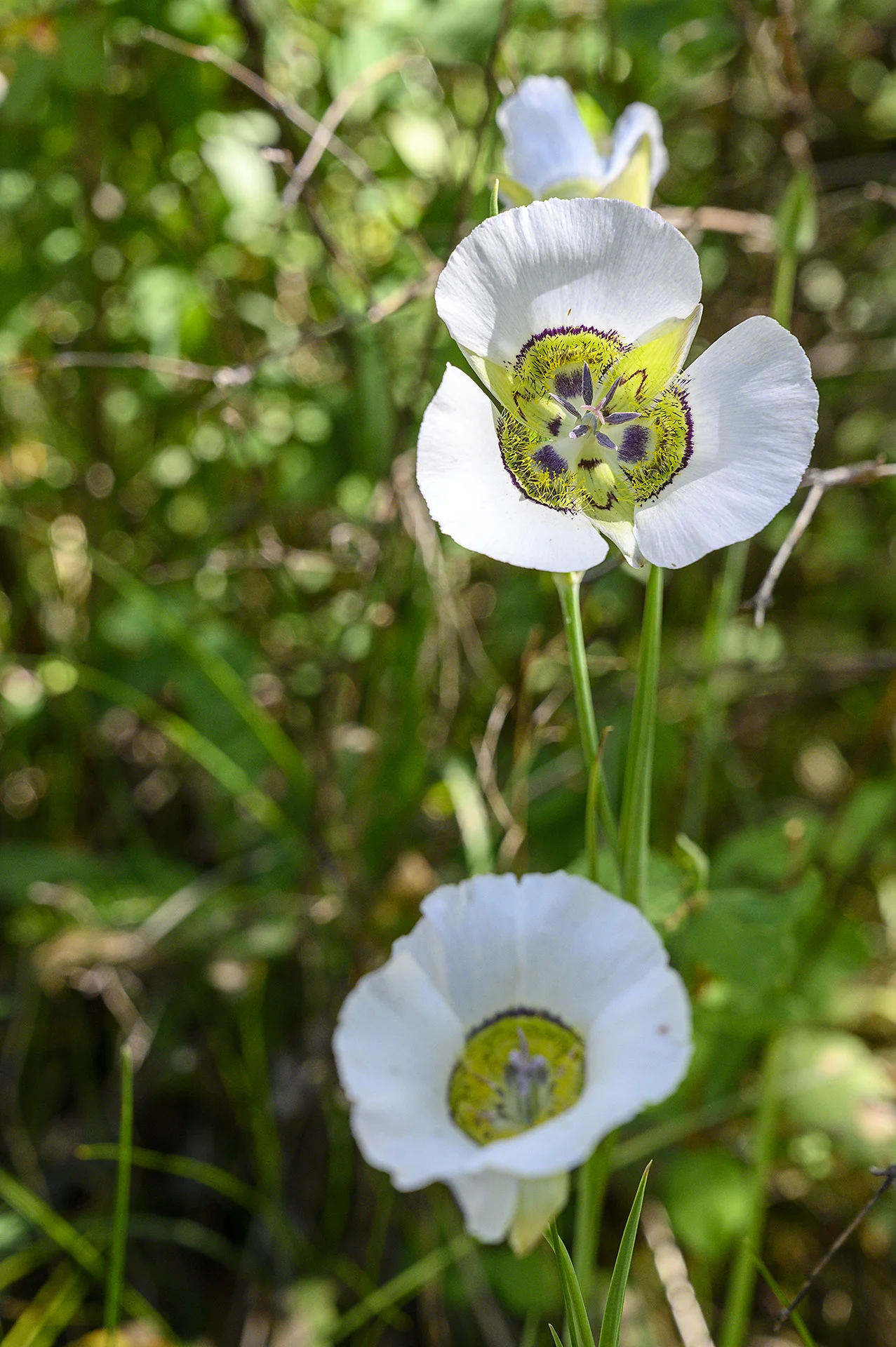 Mariposa Lily