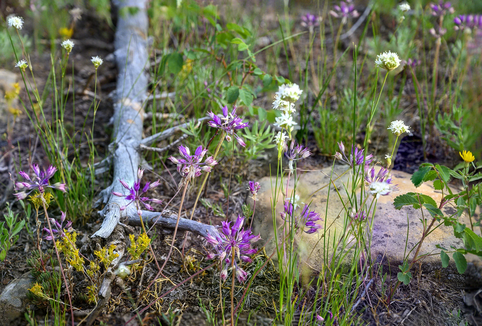Columbine Hut Flora