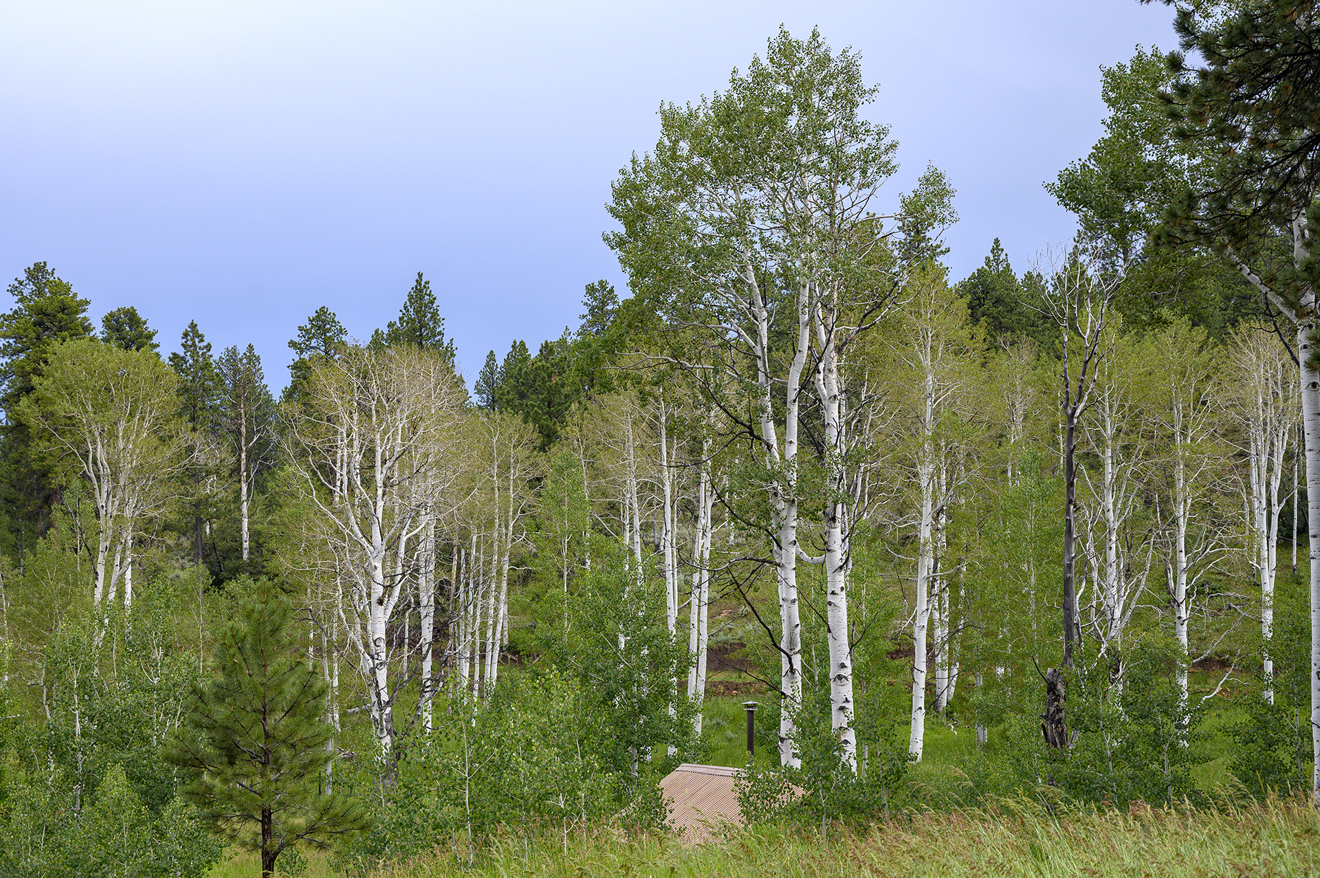Aspens and Old Cabin