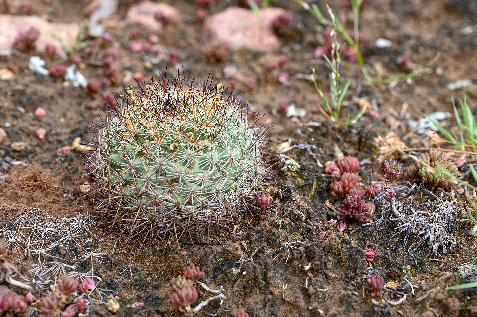 Cactus Ball