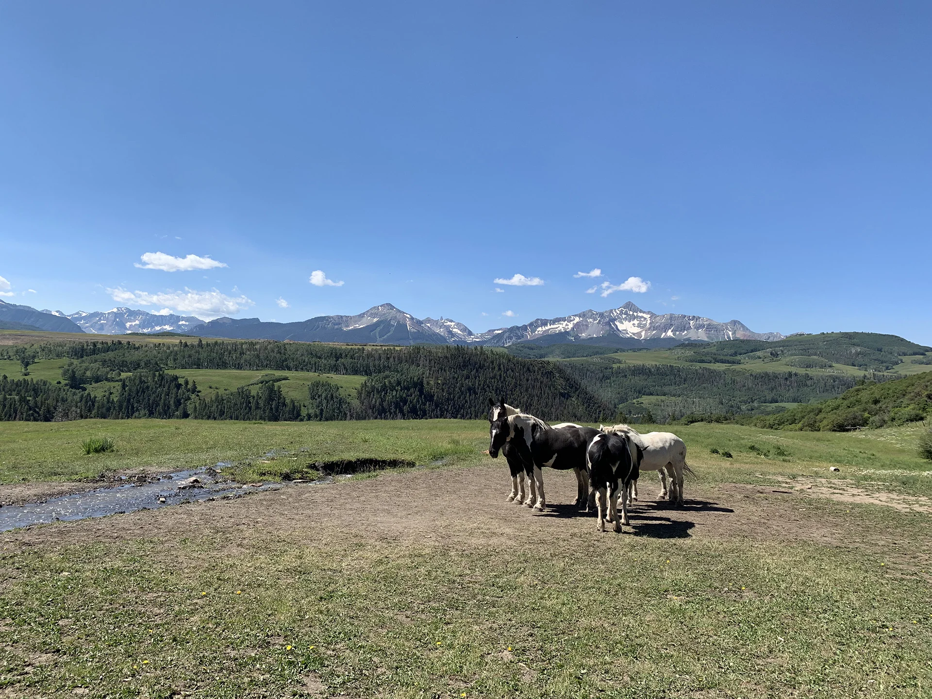 Rescued Horses