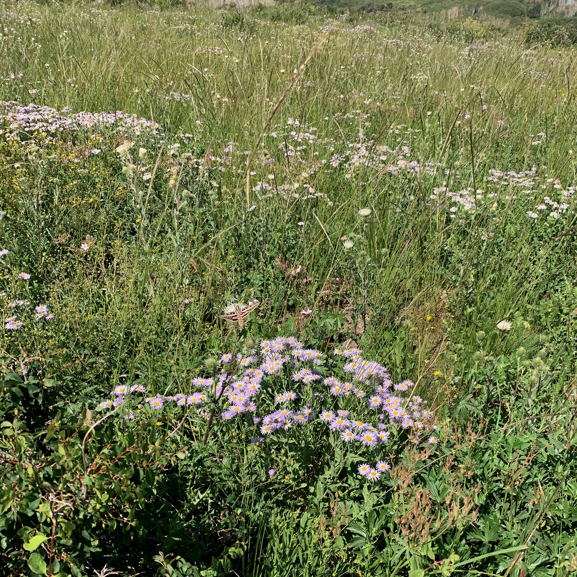 Sphinx Moth in Mountain Meadow