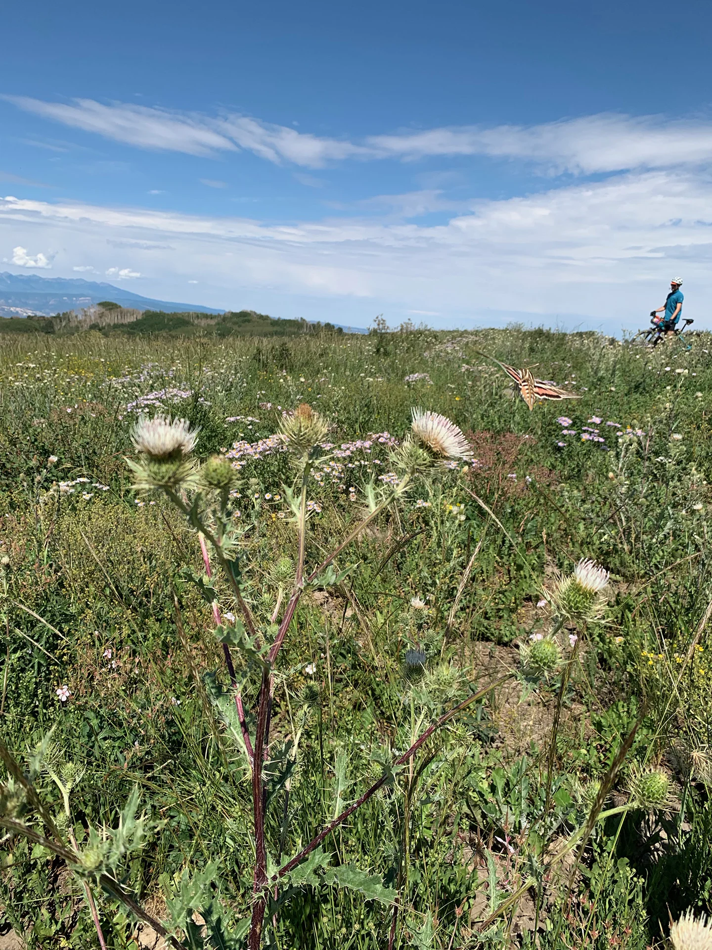 Sphinx Moth and Peter