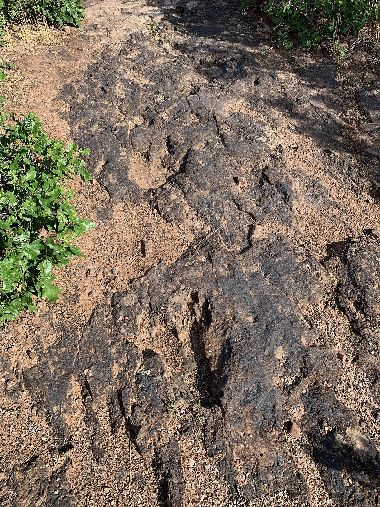 Velociraptor Tracks