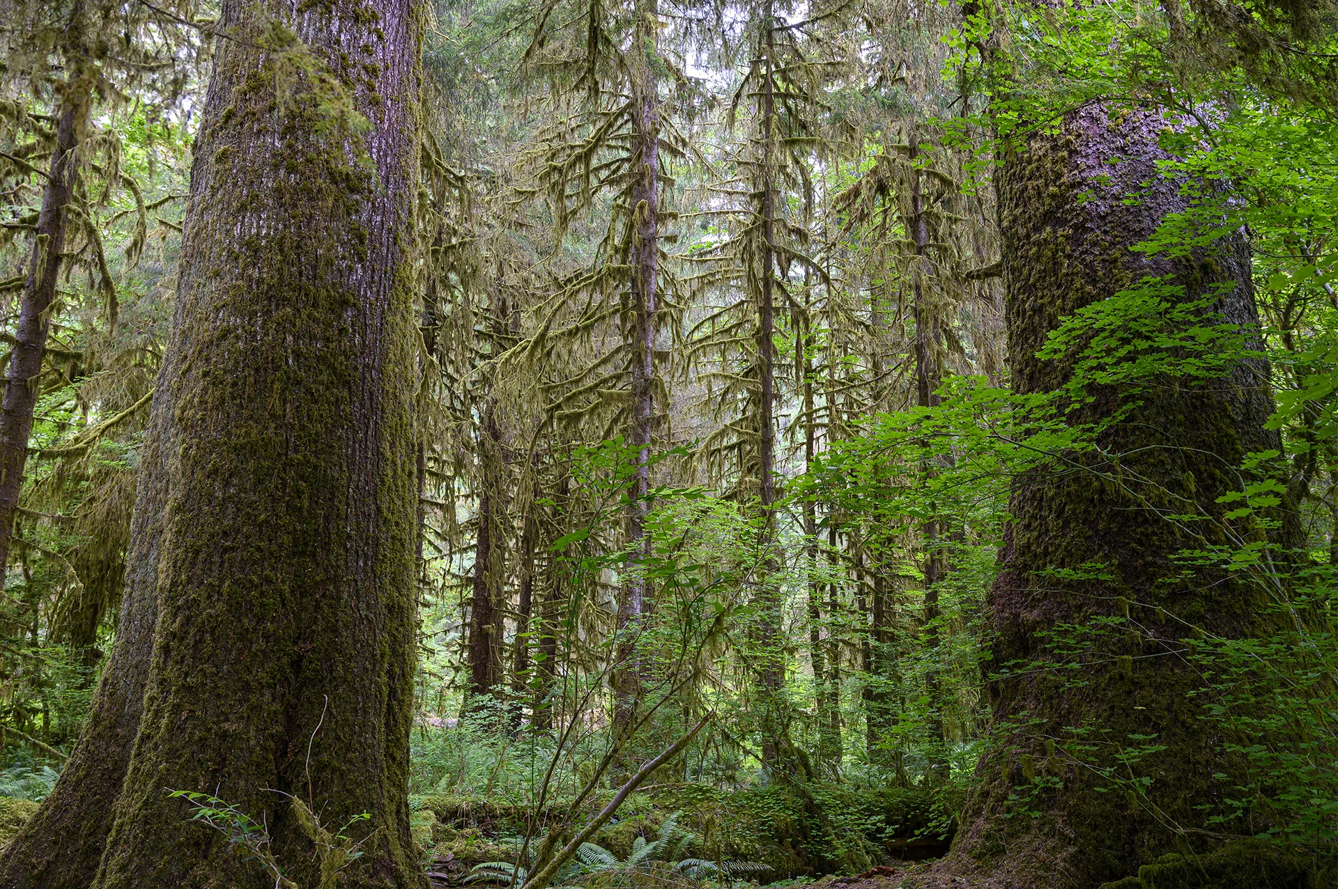 Rain Forest View