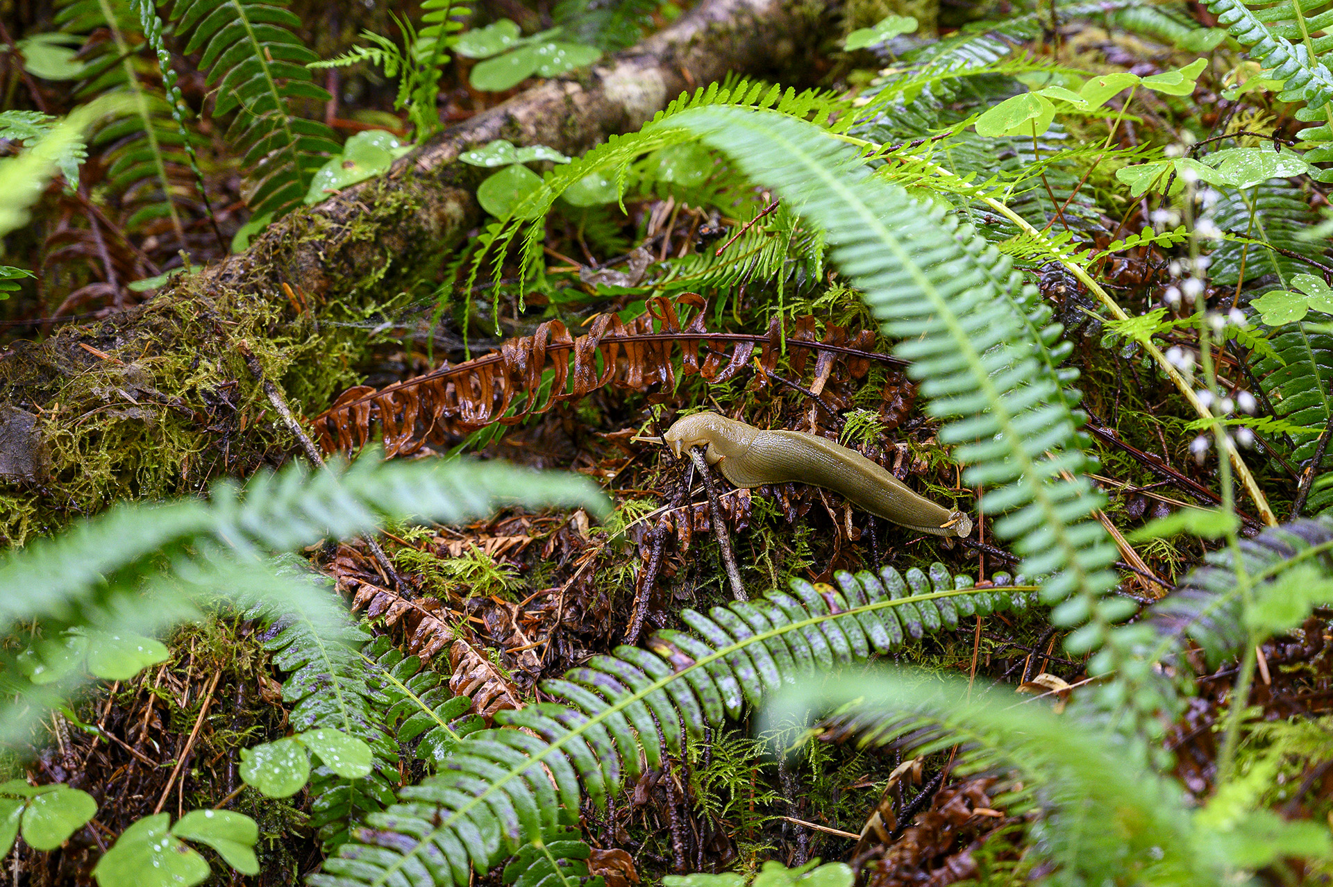 Banana Slug