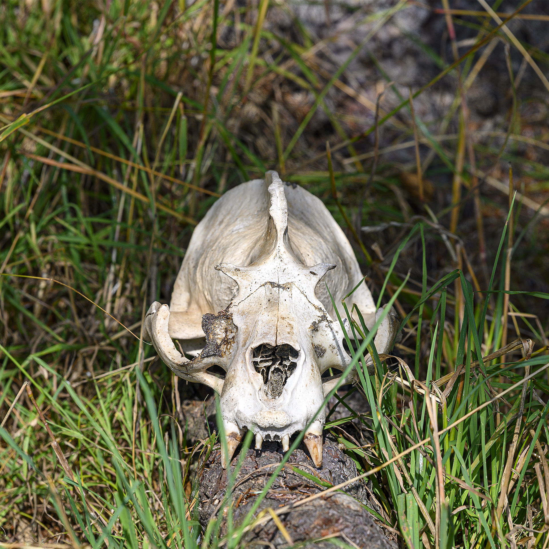 Bear Skull, Perhaps