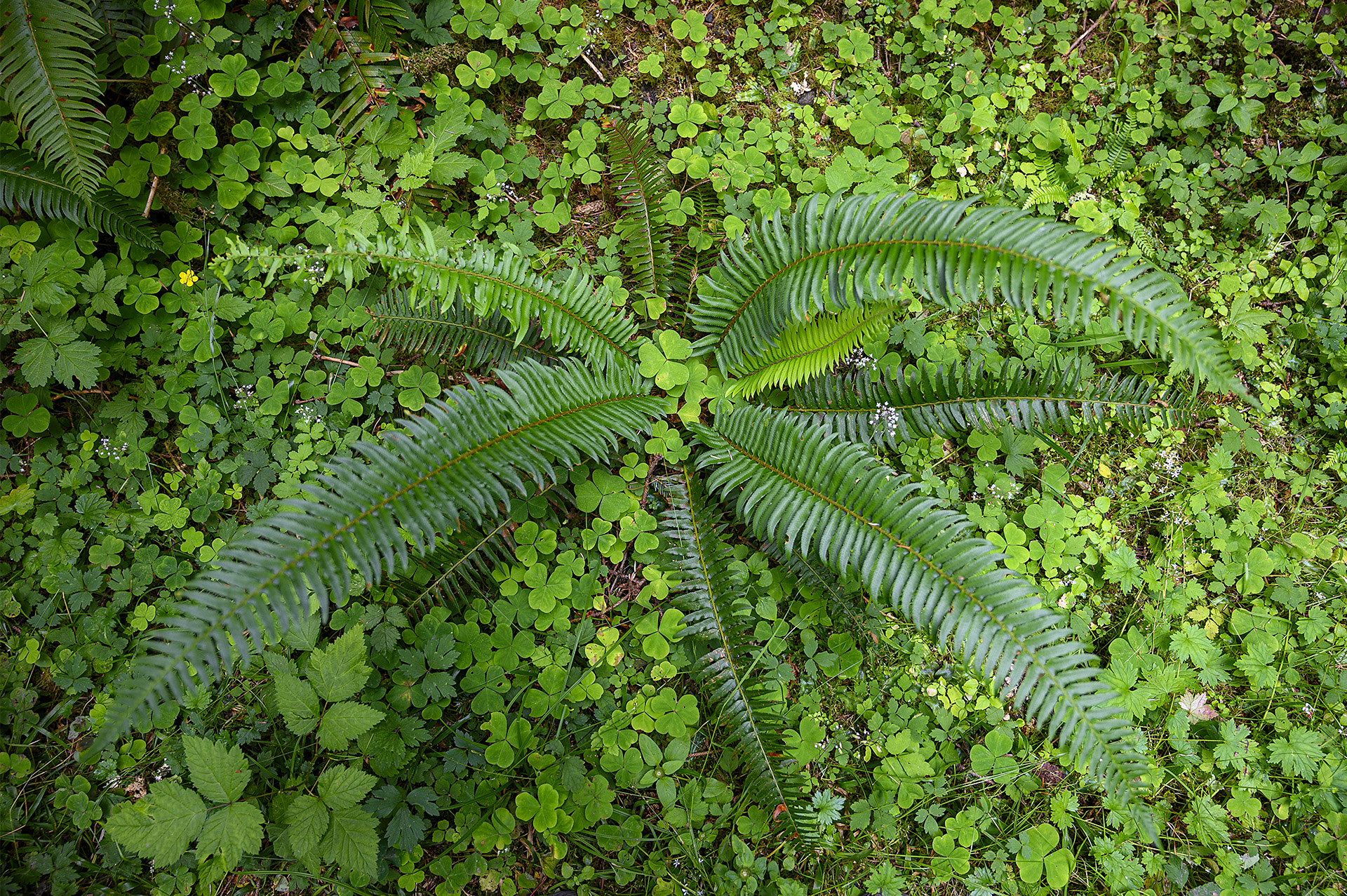 Forest Floor- Ferns &amp; Oxalis