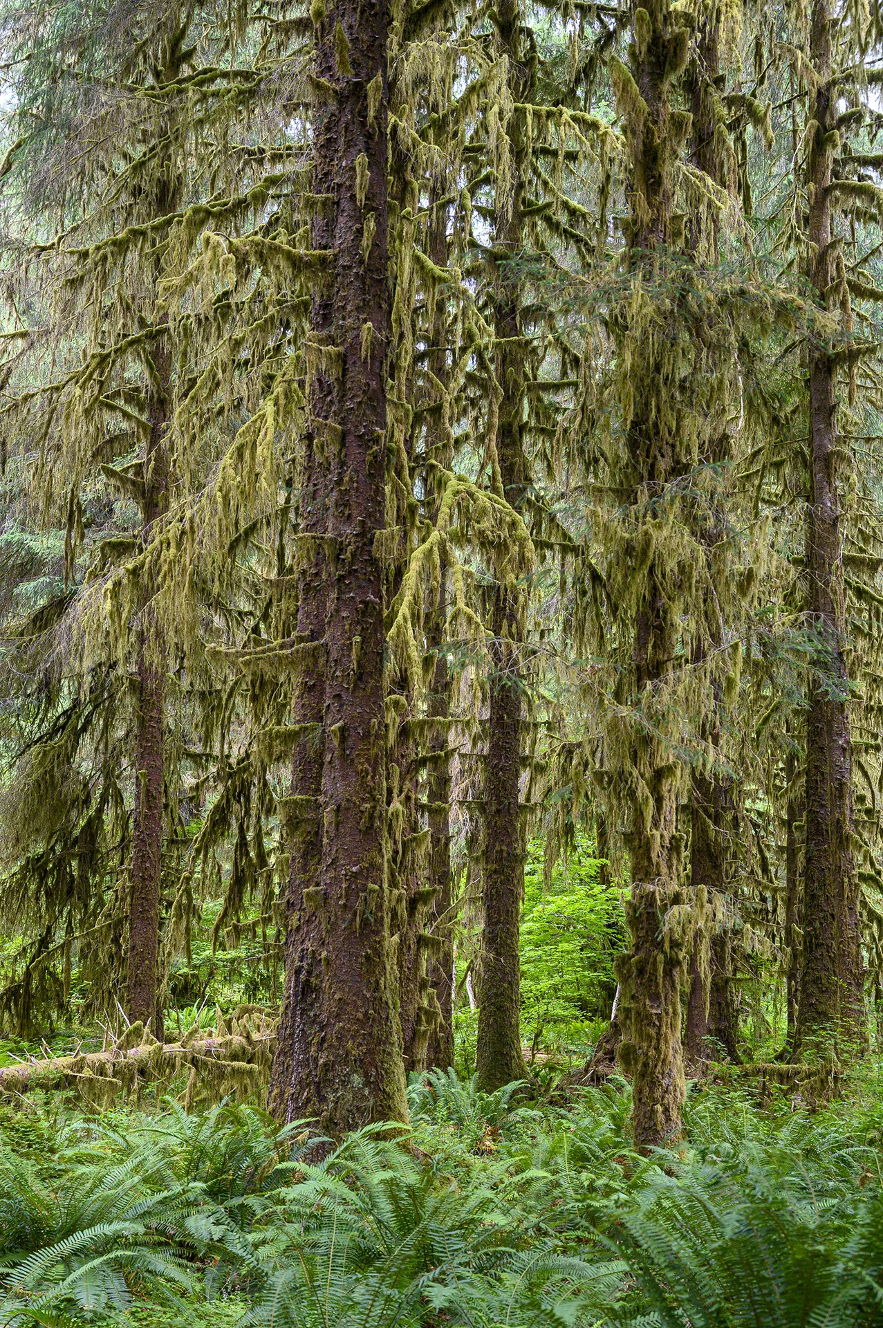 Mossy