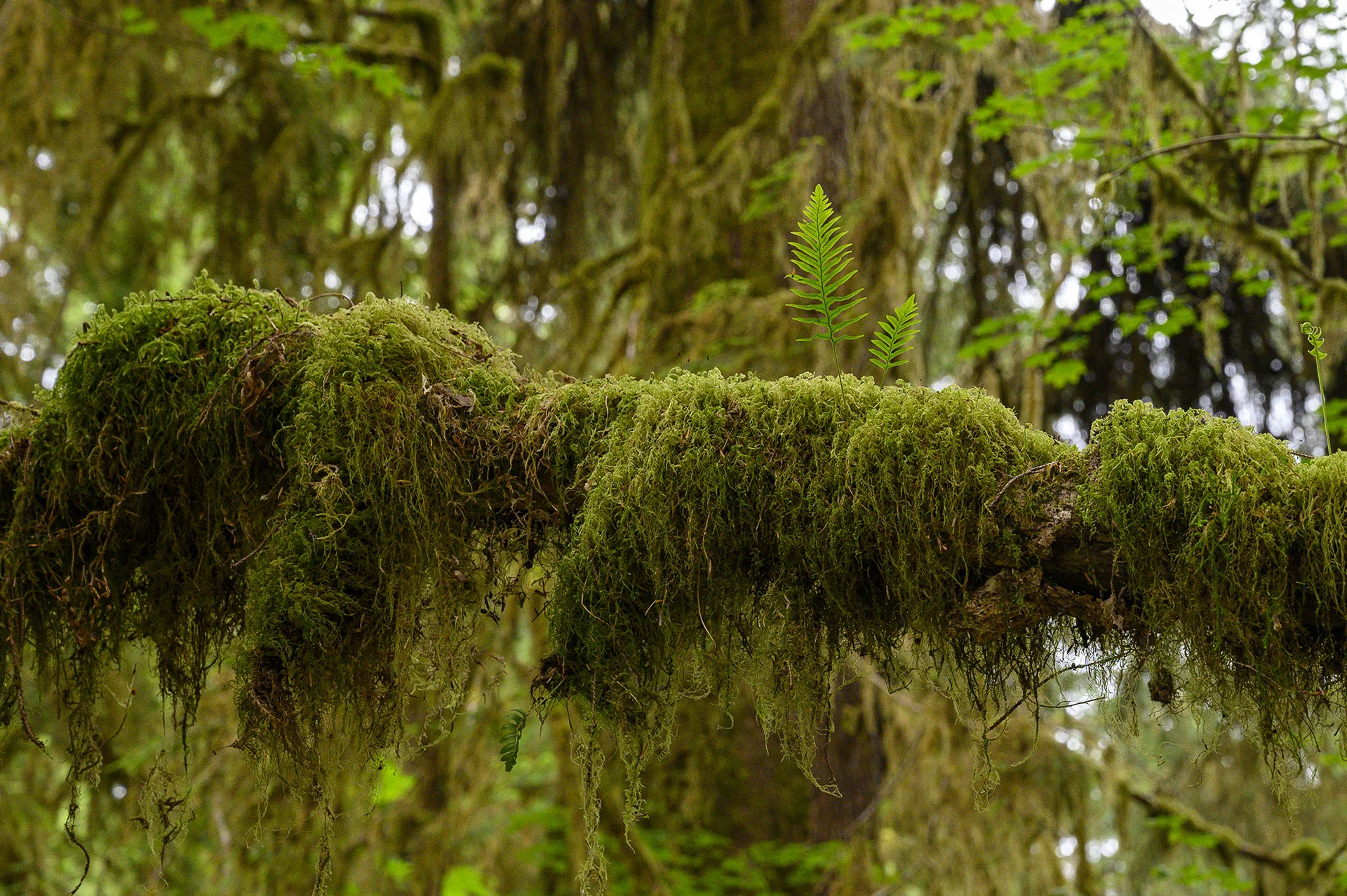 Mossy branch with fern