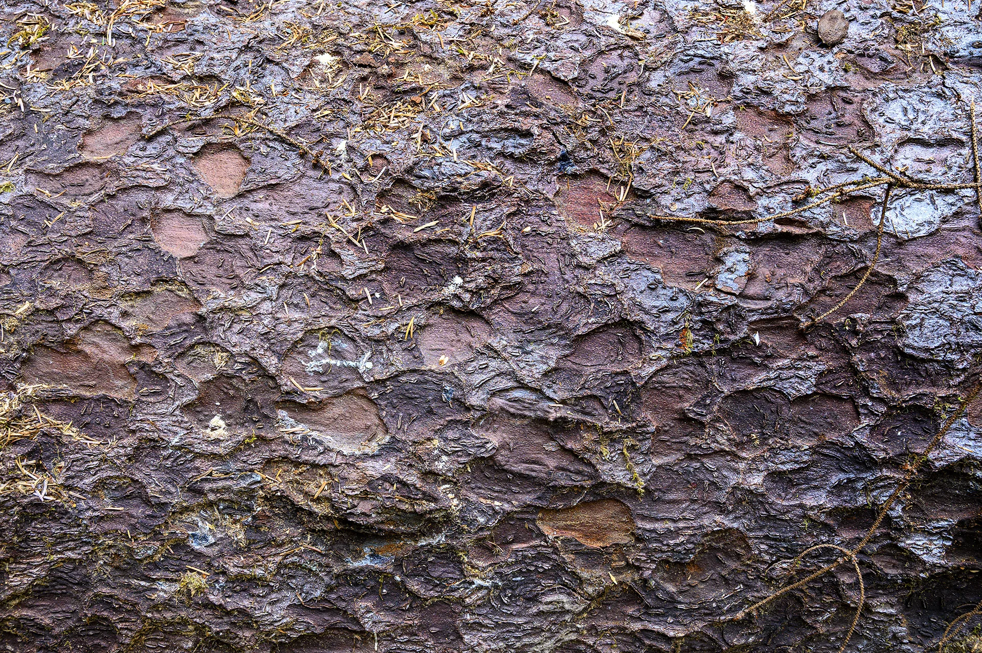 Sitka Spruce Bark