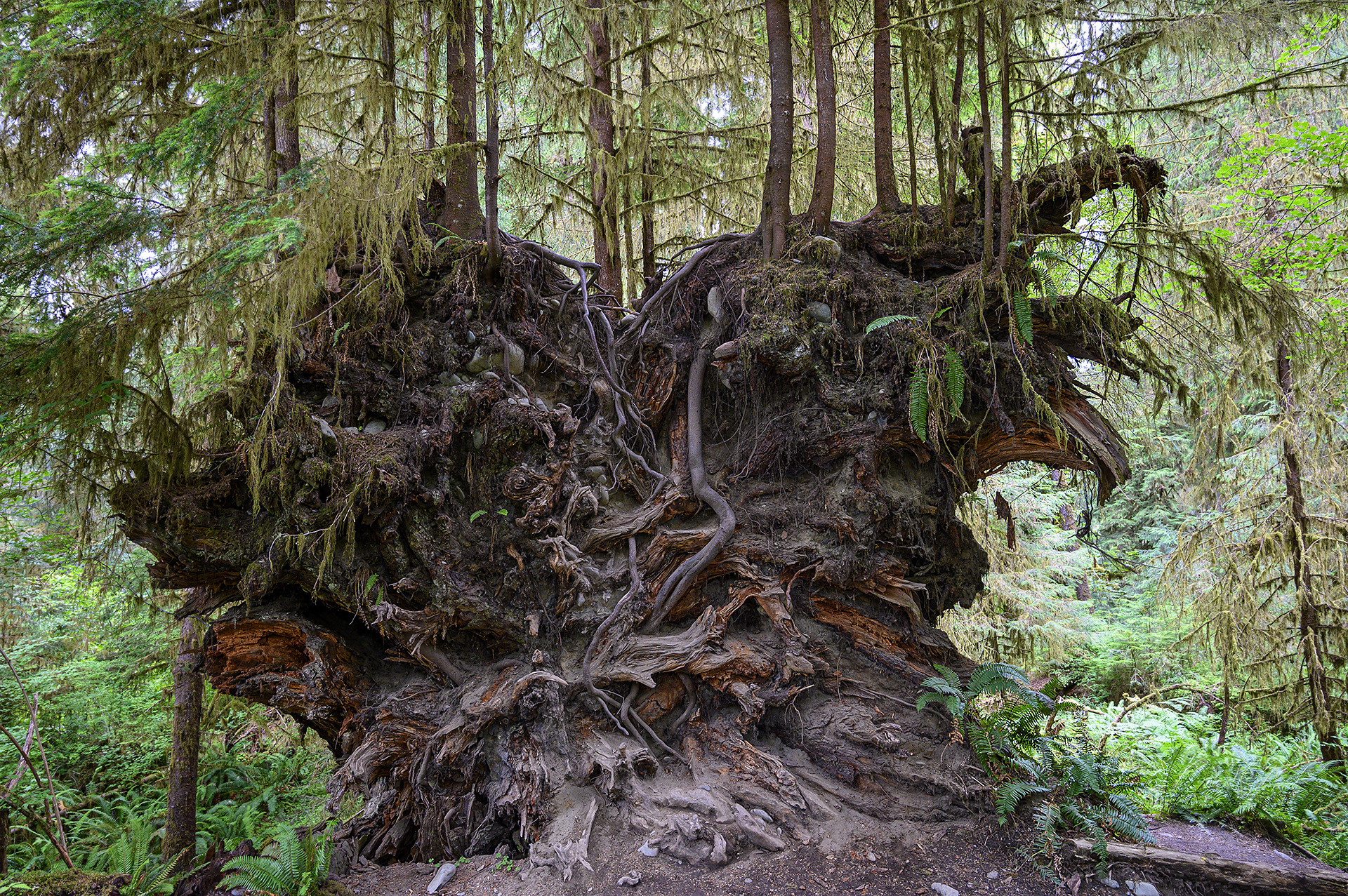 Old Roots &amp; New Trees