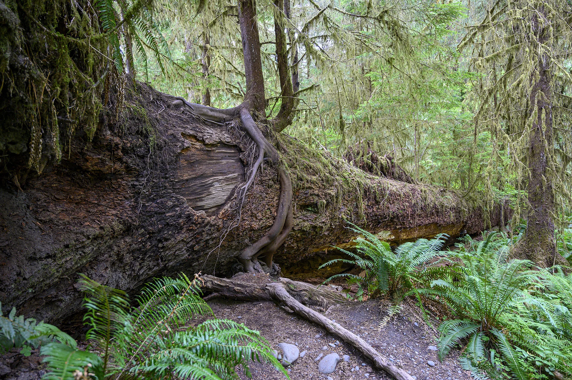 Nurse Log