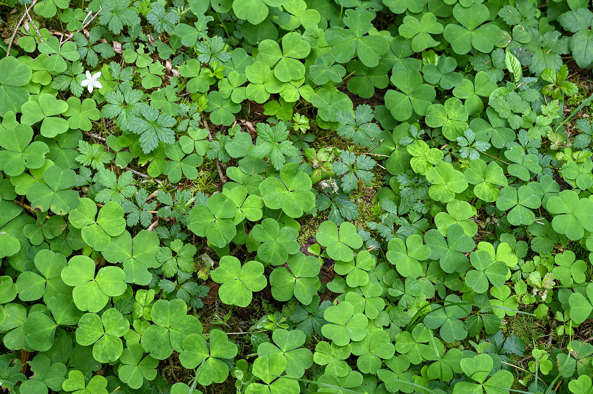 Oxalis