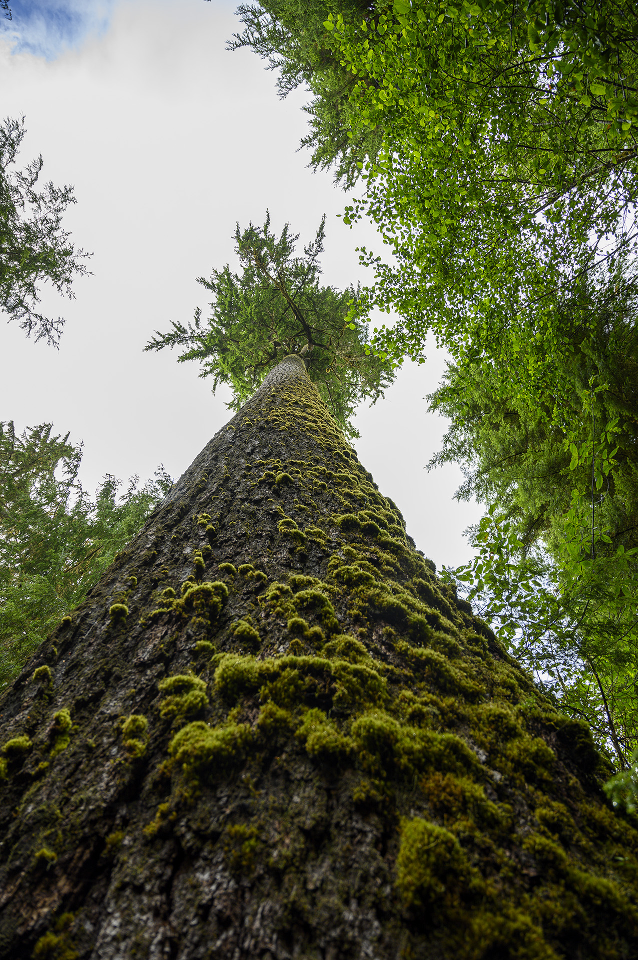 Douglas Fir