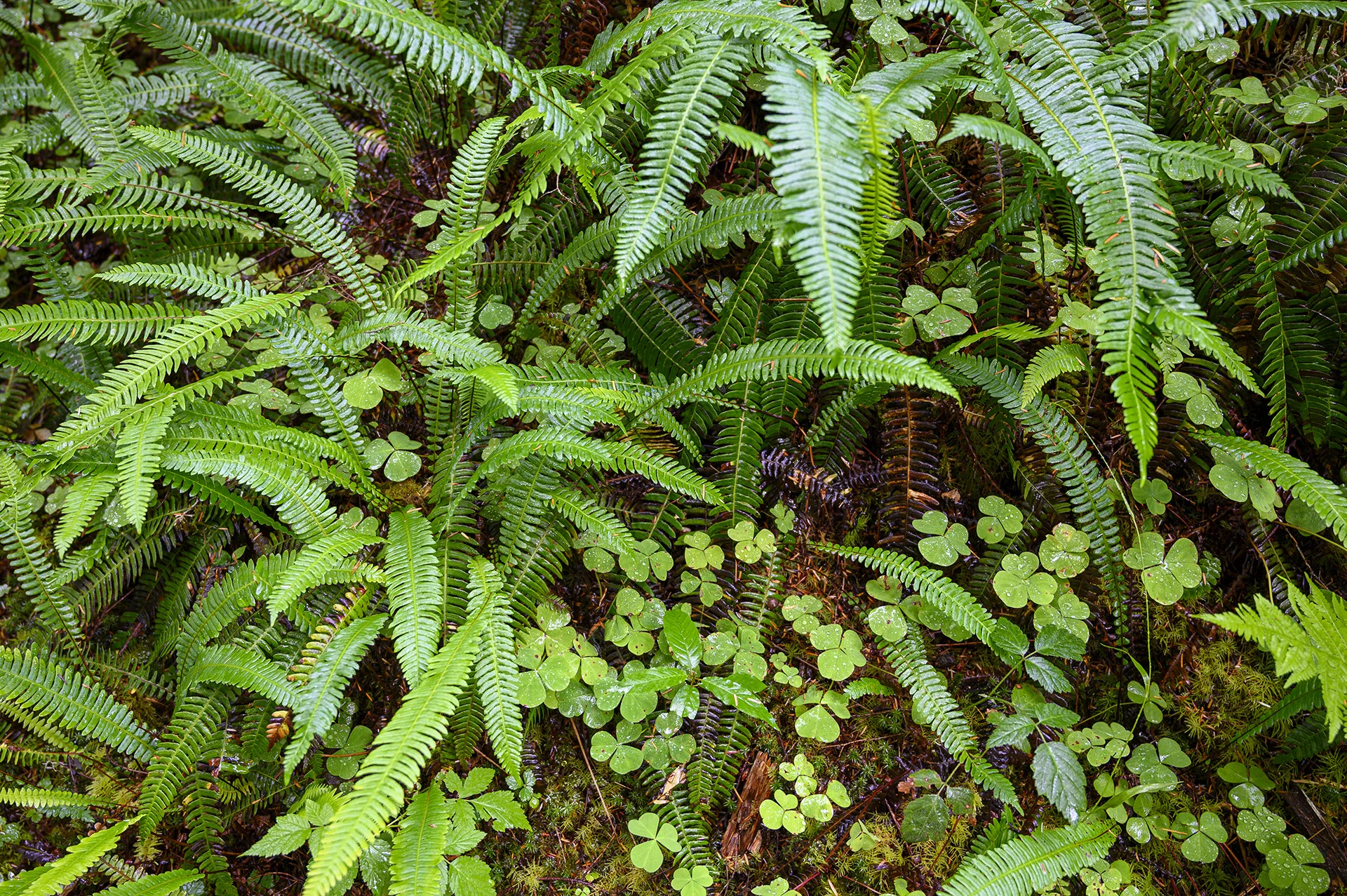 Ferns &amp; Oxalis