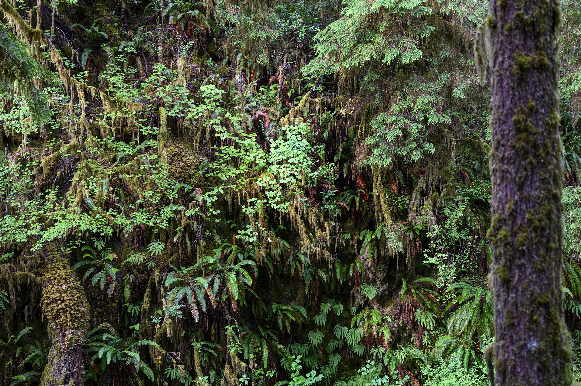 Rainforest