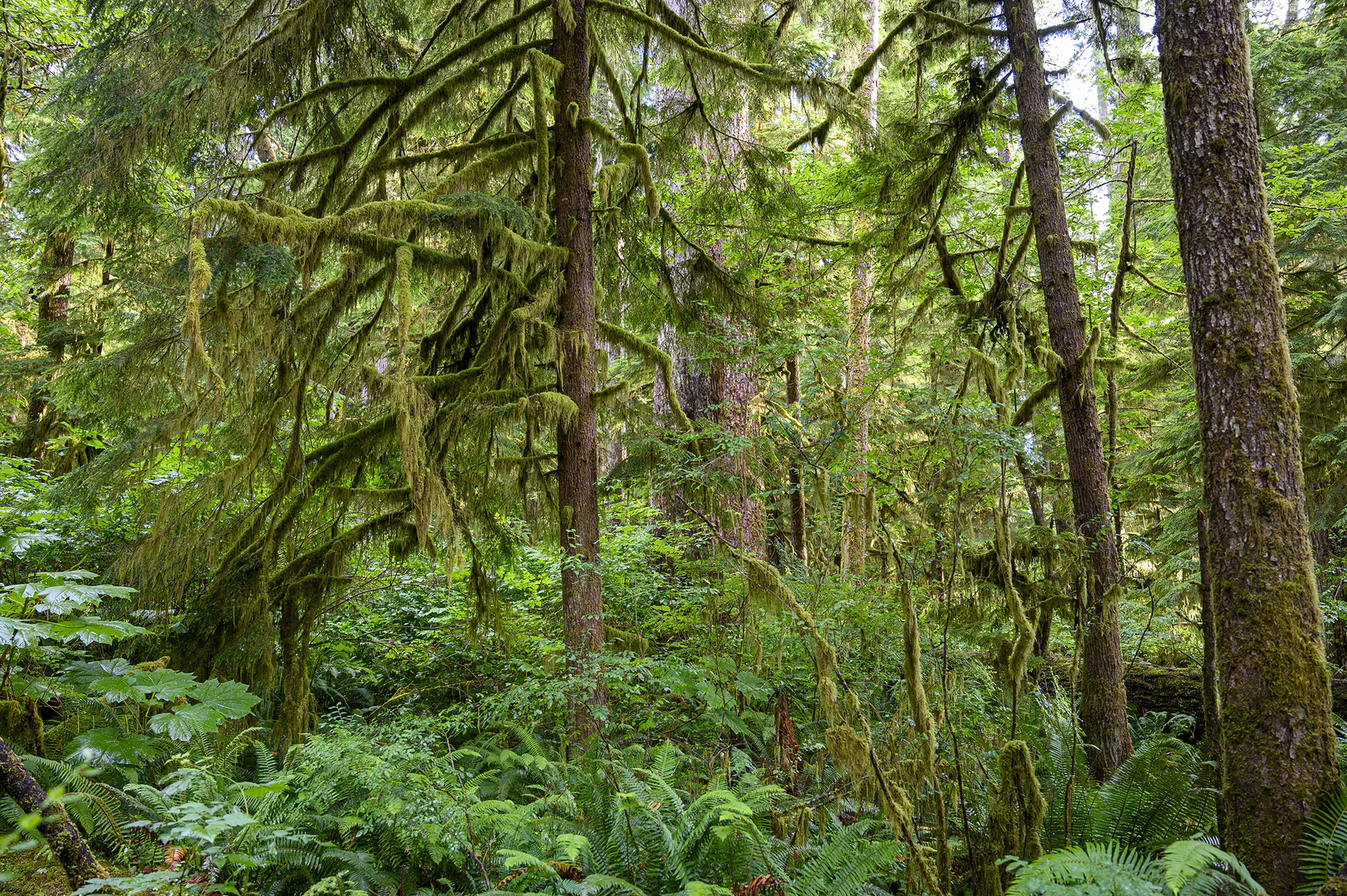 Mossy Forest