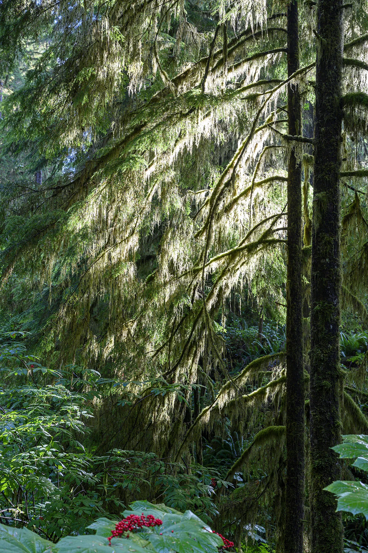 Rain Forest Light