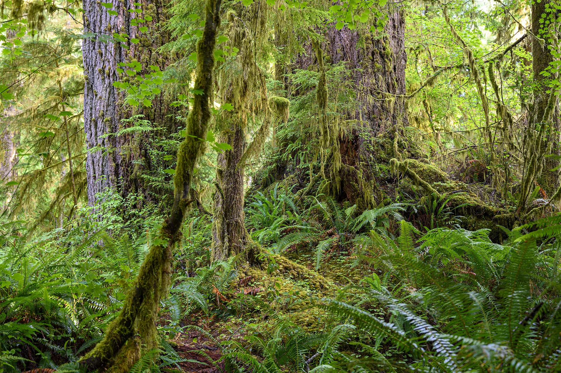 Rain Forest