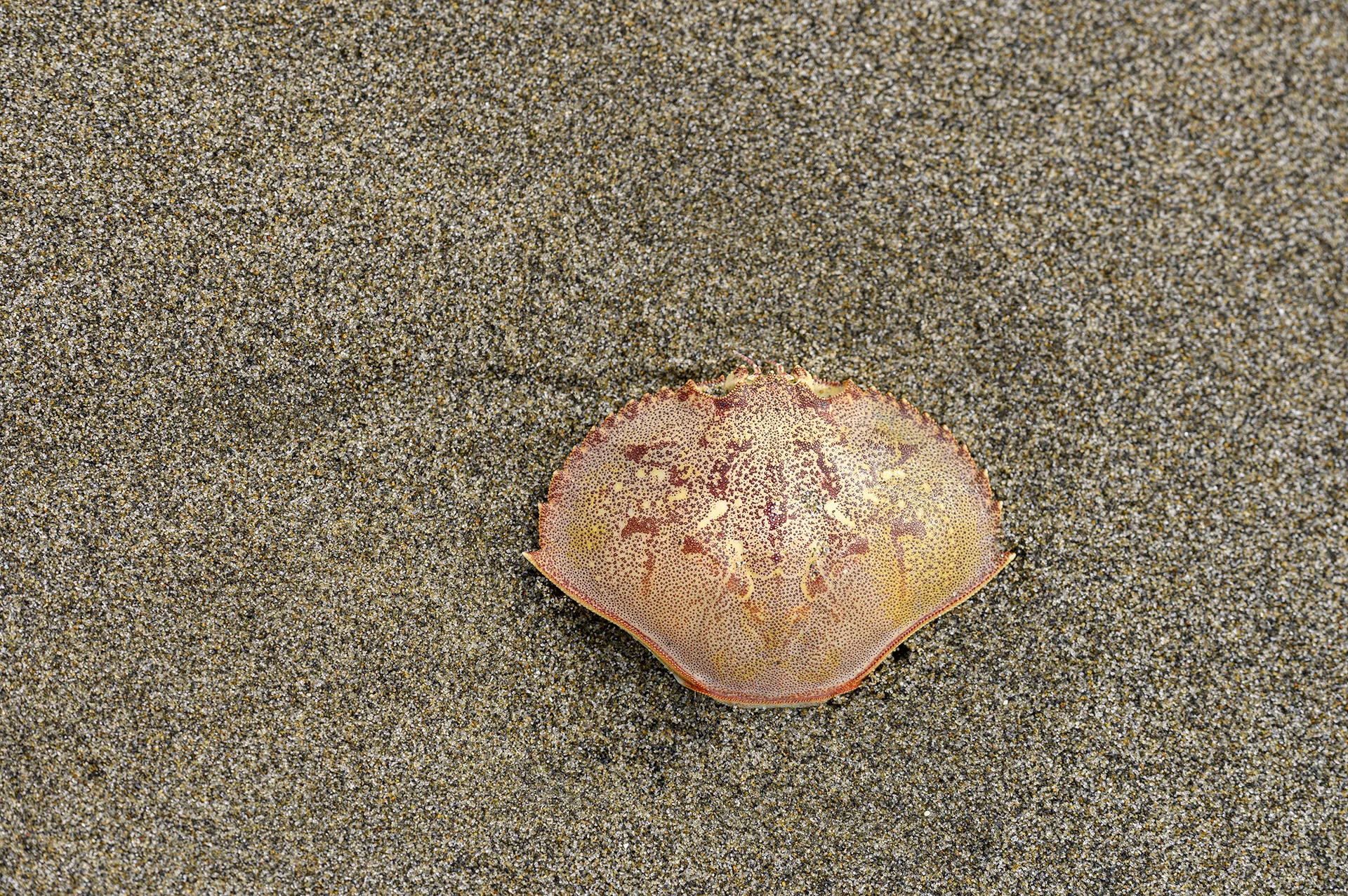 Crab Shell
