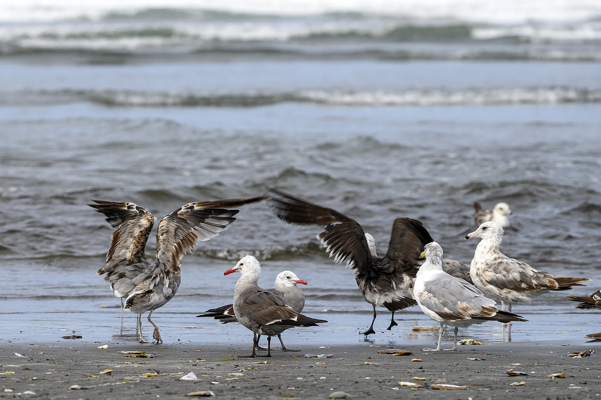 Gull Gathering