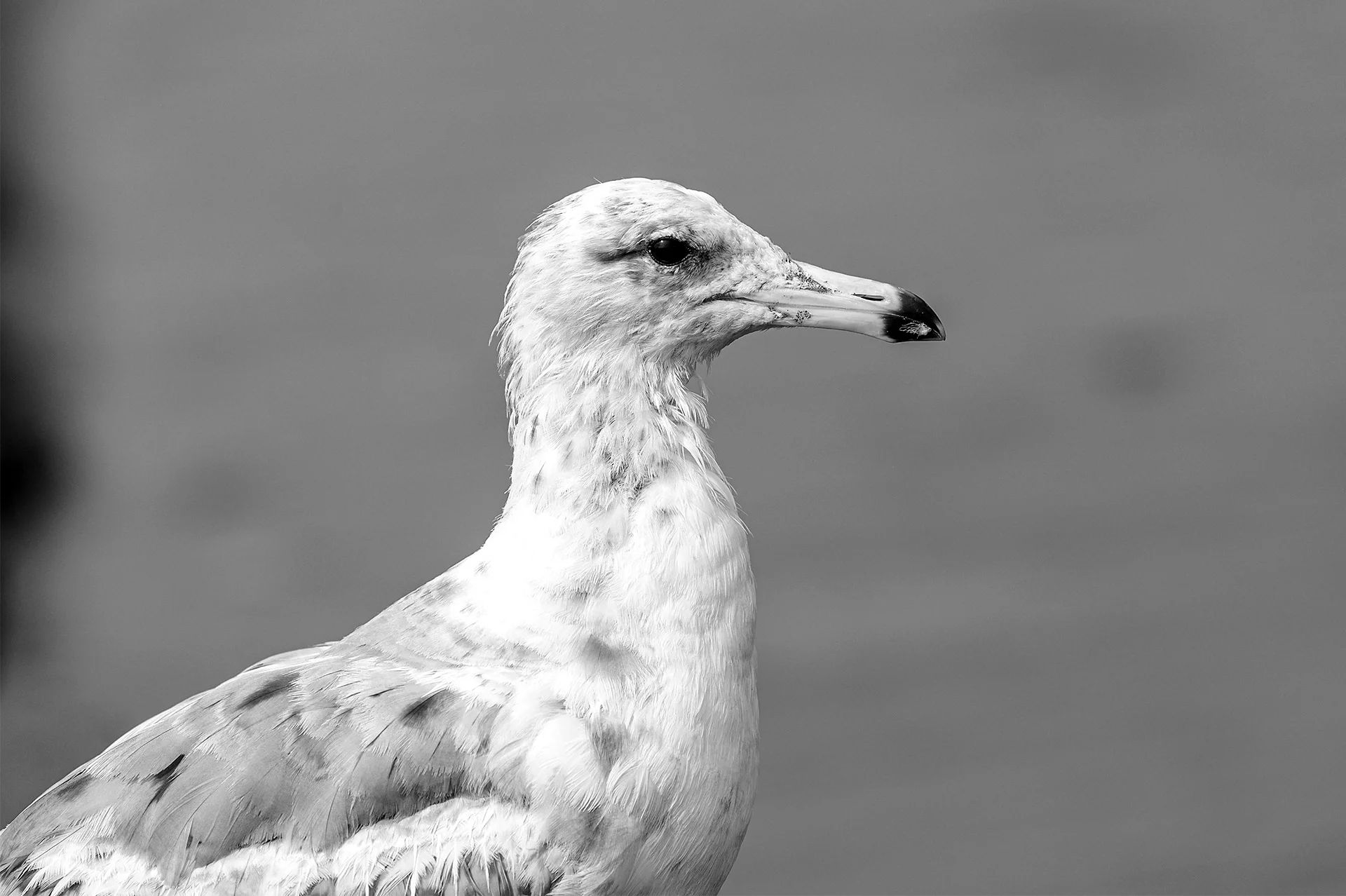 Posing Gull