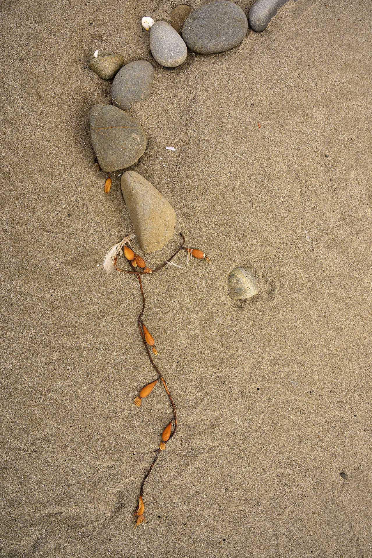 Kelp &amp; Rocks