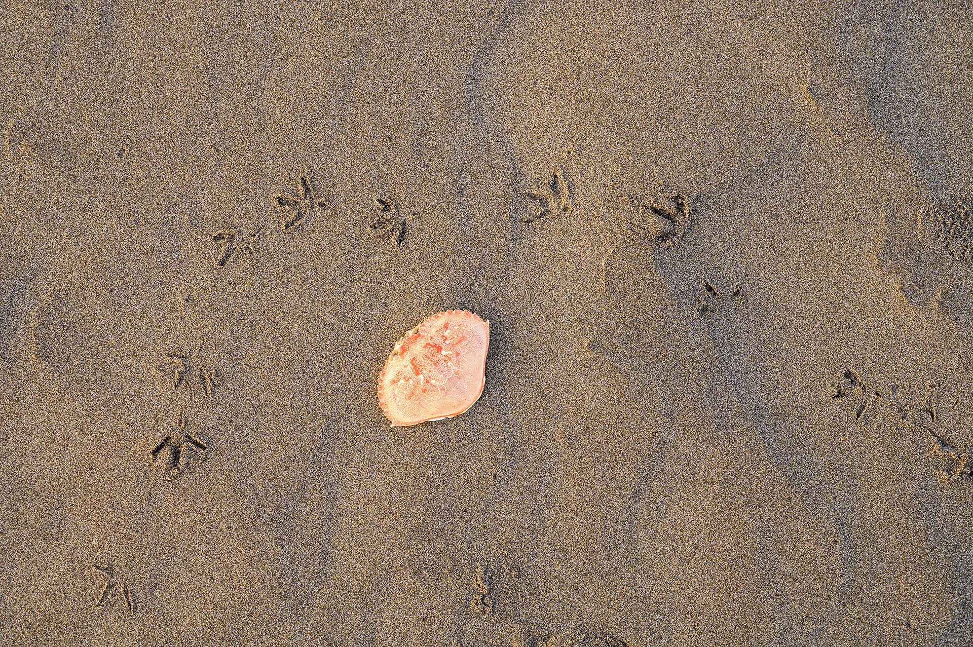 Crab Shell &amp; Sanderling Prints