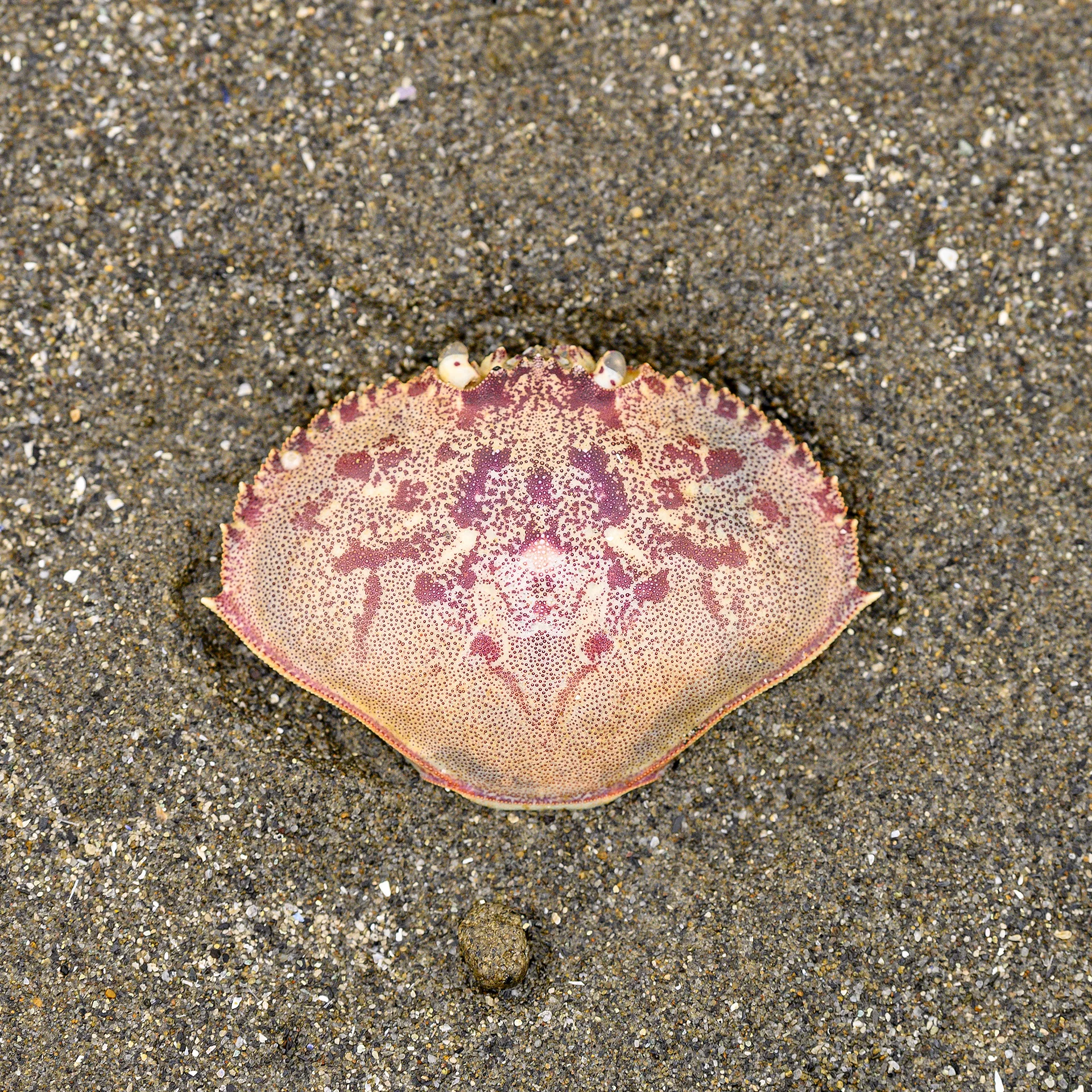 Crab Shell