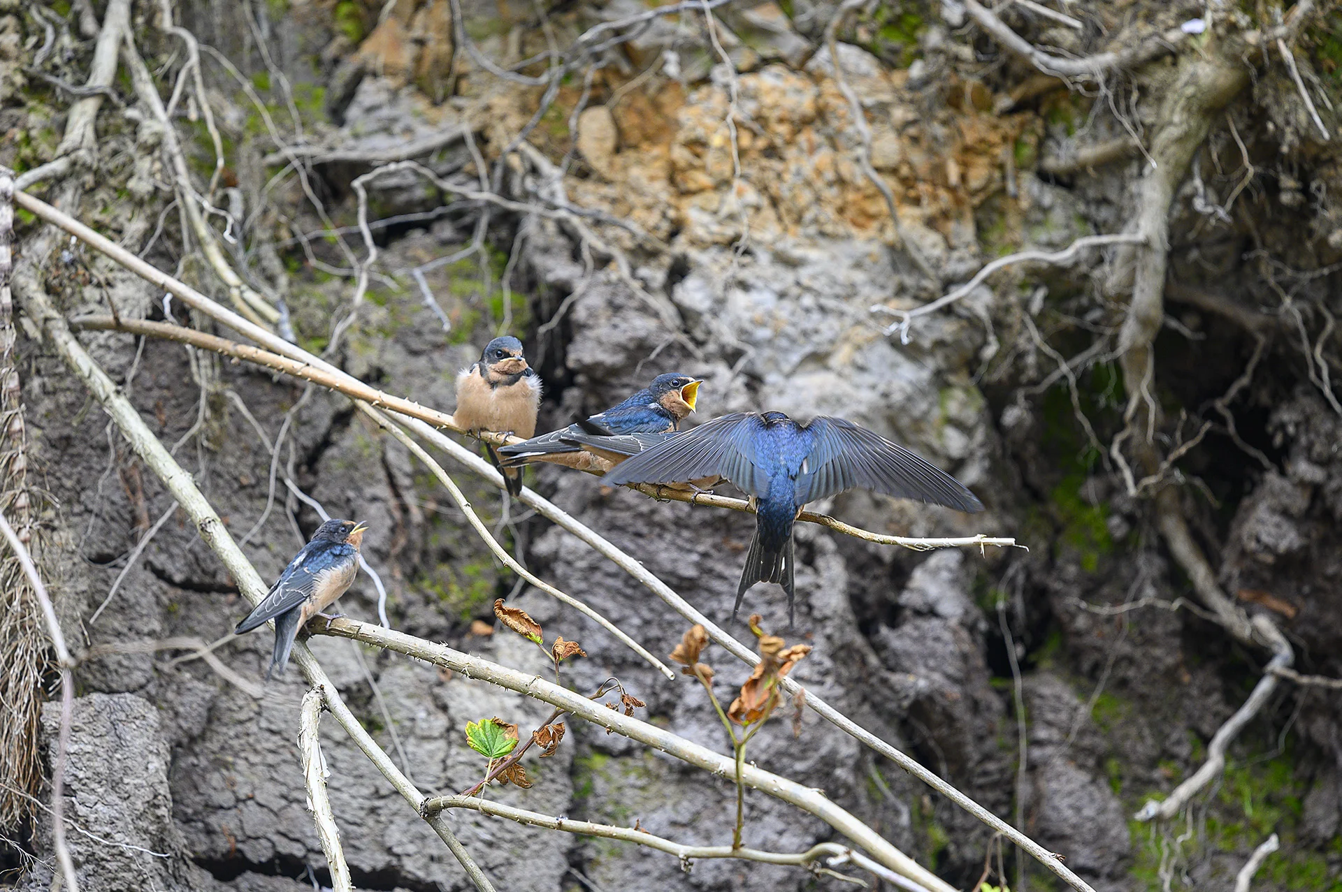 Cliff Swallow Family