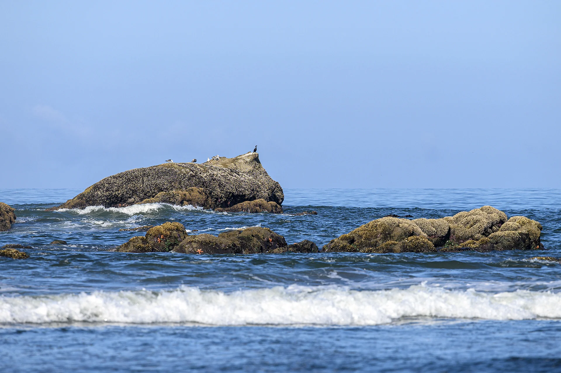 Seastars, Cormorant &amp; Gulls