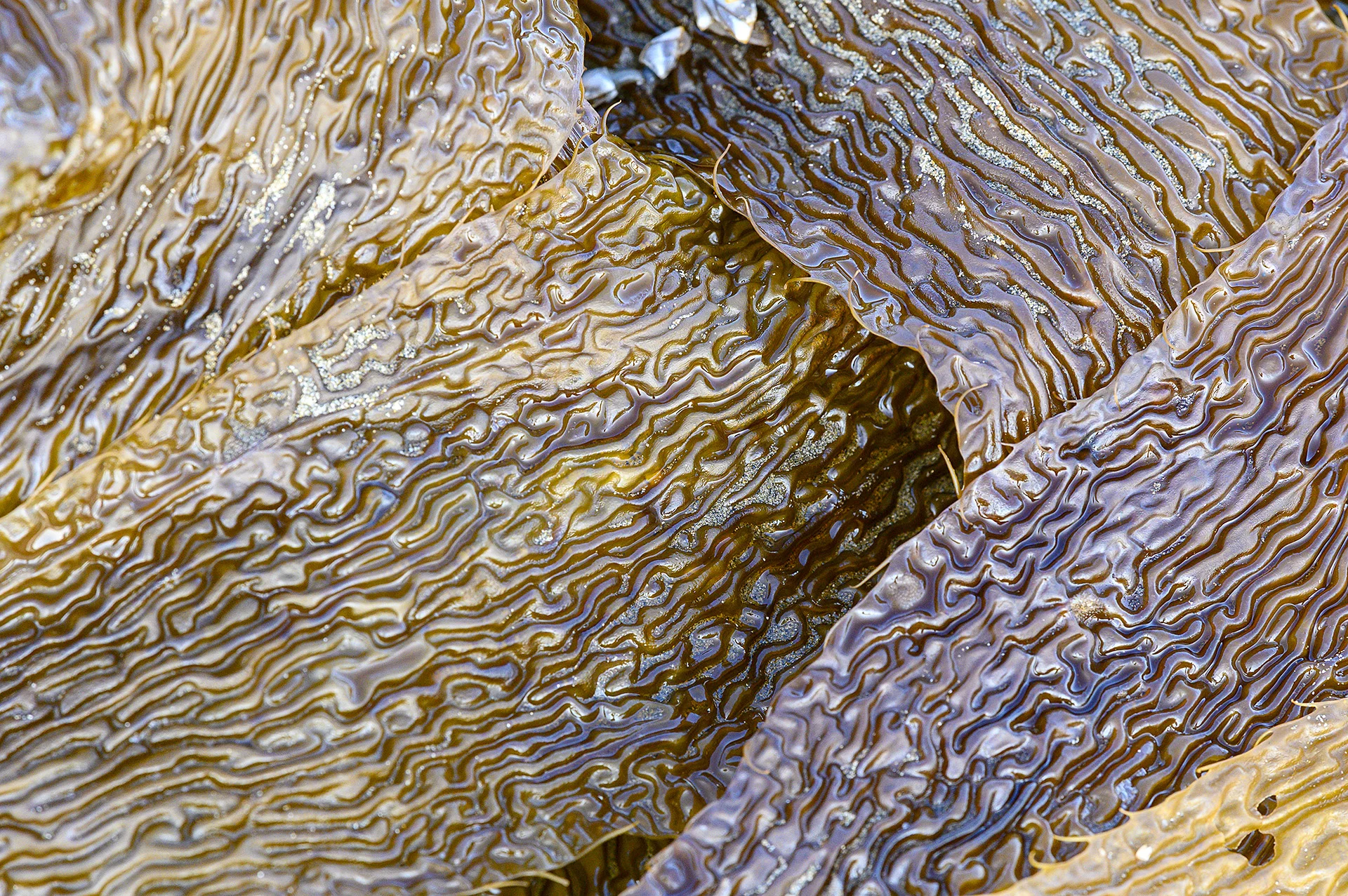 Kelp