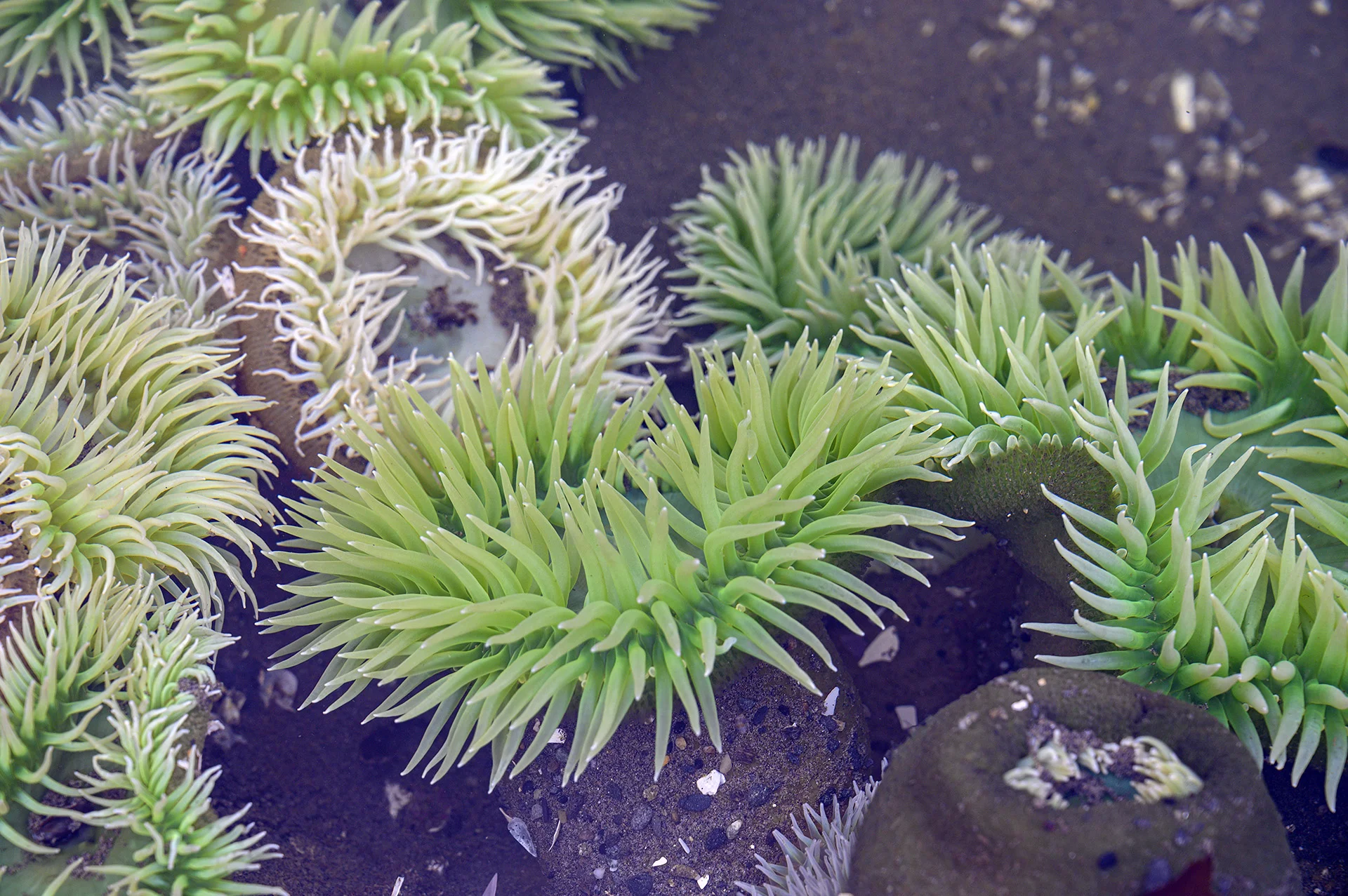 Anemones