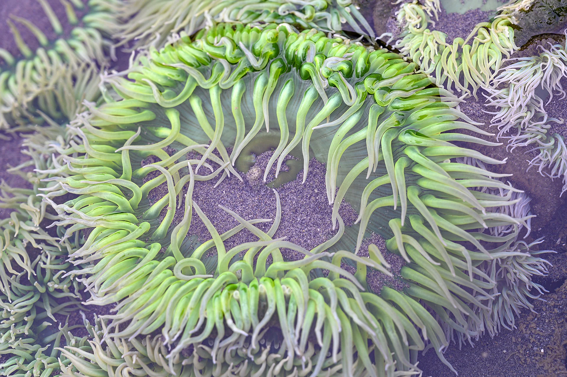 Anemone