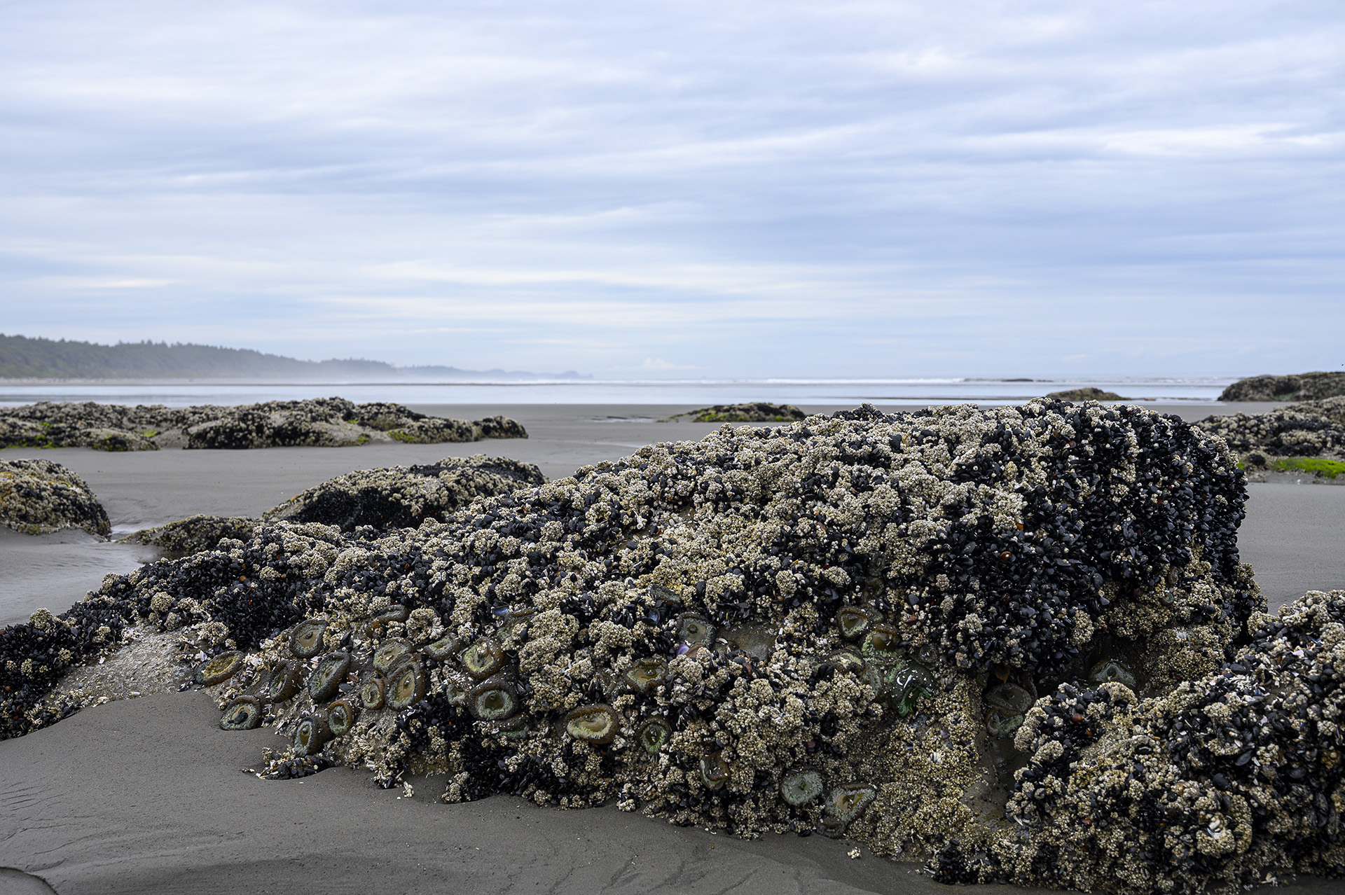 Barnacle Encrusted Rocks