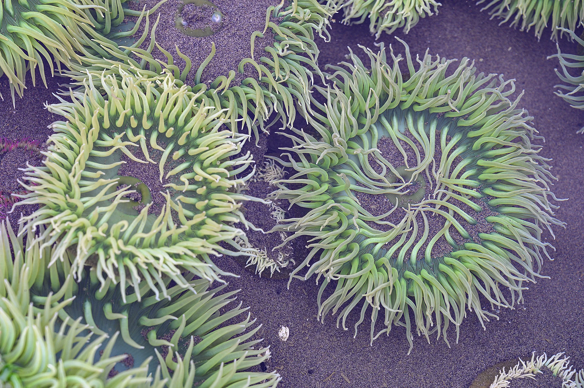 Anemones
